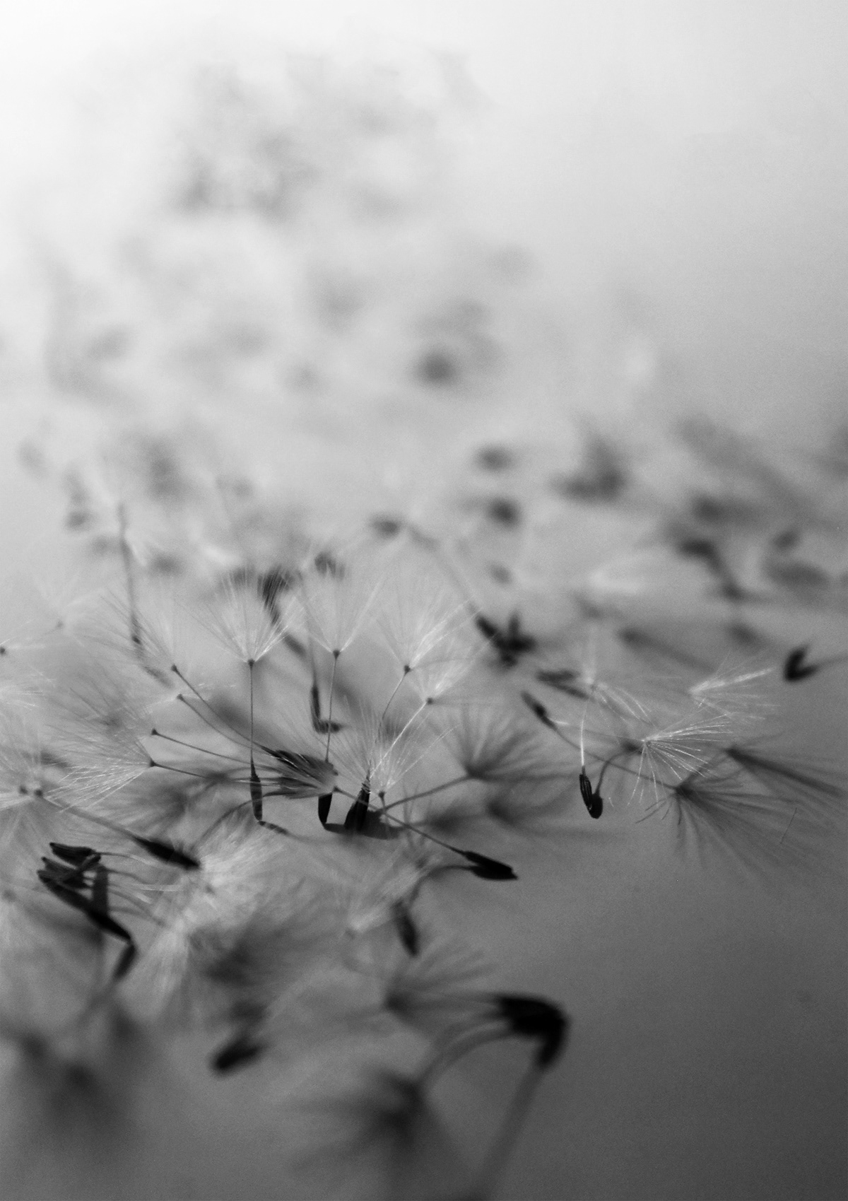 dandelion black and white seed Beautiful