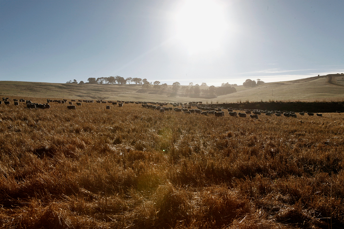 farming farmers Cattle sheep cows COWBOYS Australia rural country countryside landscapes grass wheat corn sheering