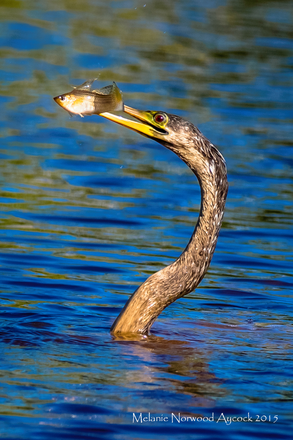 Everglades Nature water florida miami birding wildlife pelican anhinga swamp birds alligator cormorant vulture heron