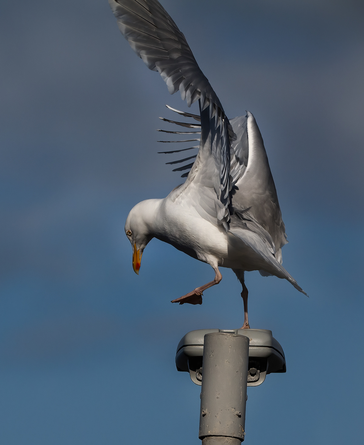 Herring gull about to take off from a lamp post