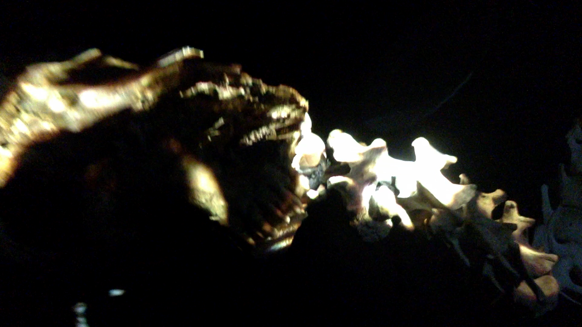 projection mapping skull goat