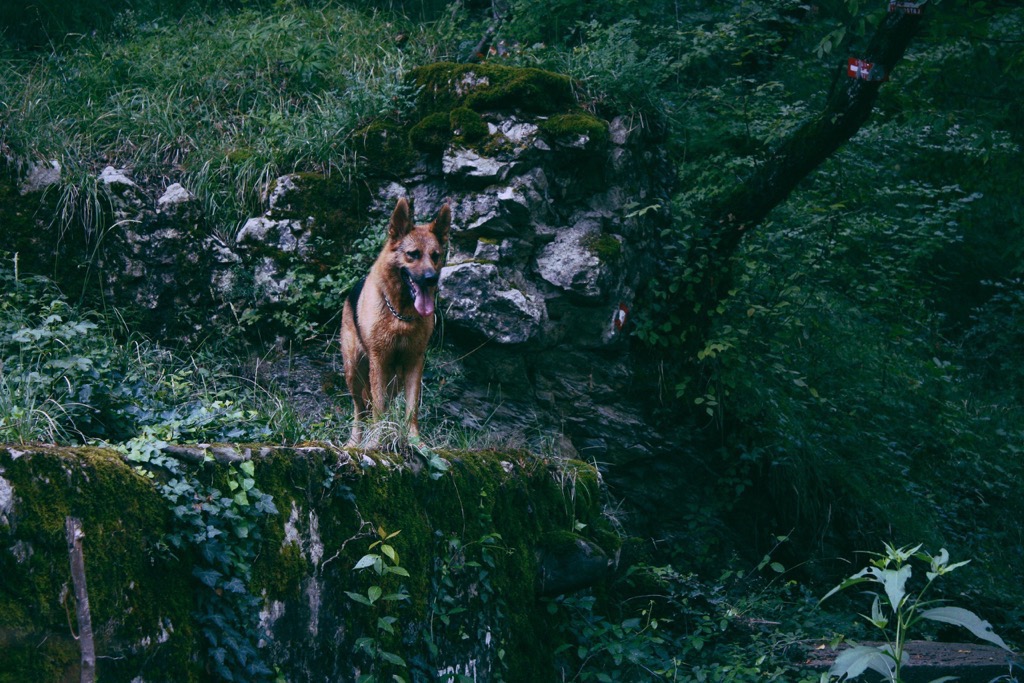 Nature river woods forest people dog dogs animals ruins