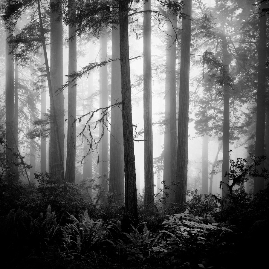 redwoods trees fog Photography  black and white Landscape silence mist Lady Bird Johnson nlwirth