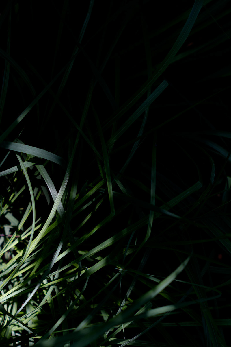 light art Pentax Takumar lense grass Birgitte Rubæk green shadow pattern