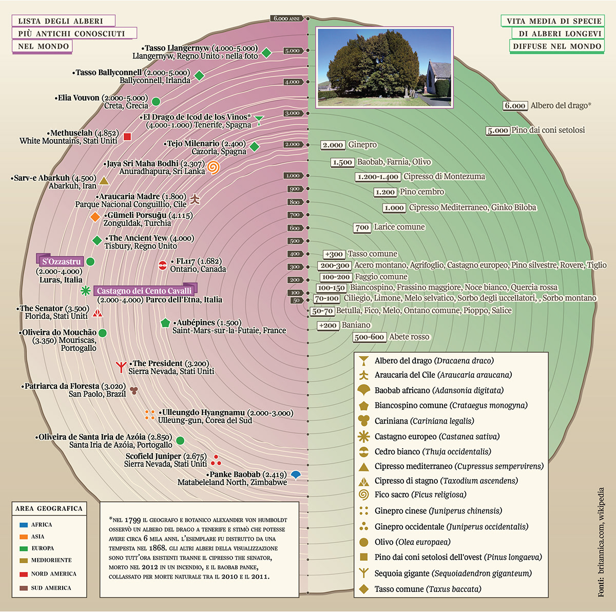 dragon tree info design lifespan longevity Tree Rings tree species trees