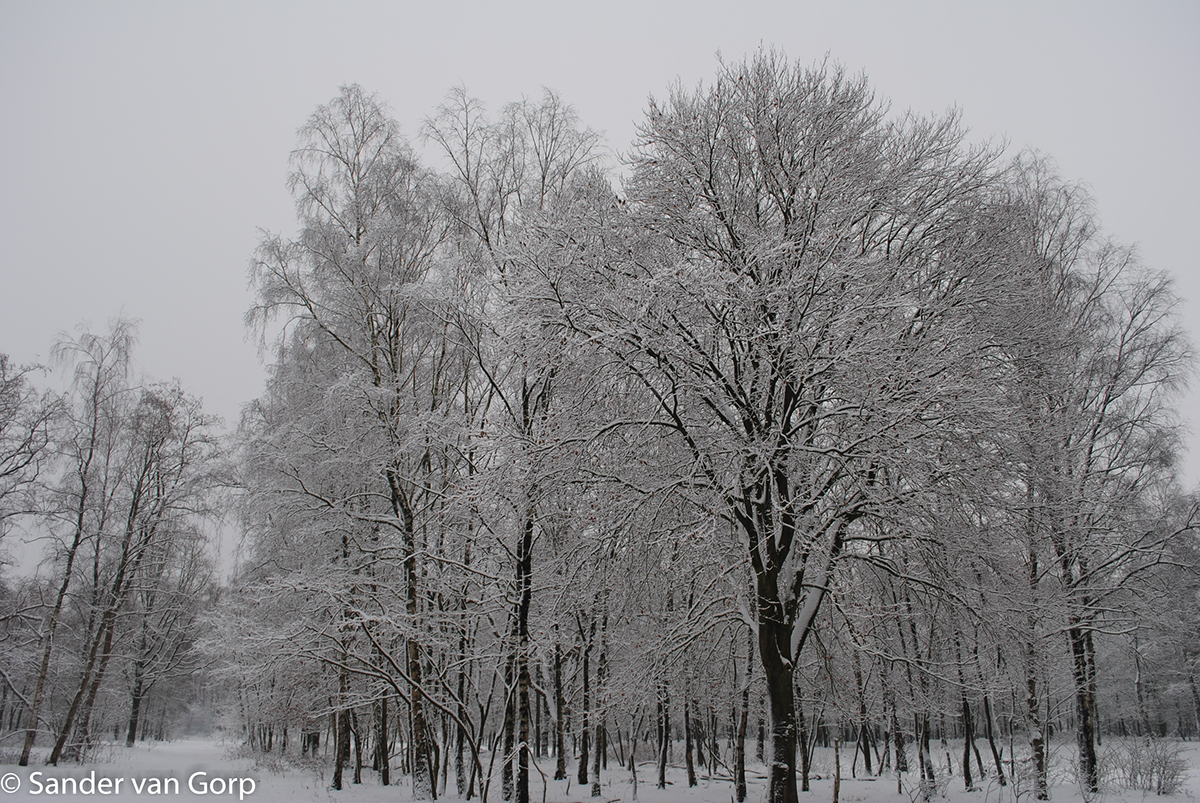 winter Landscape Nature