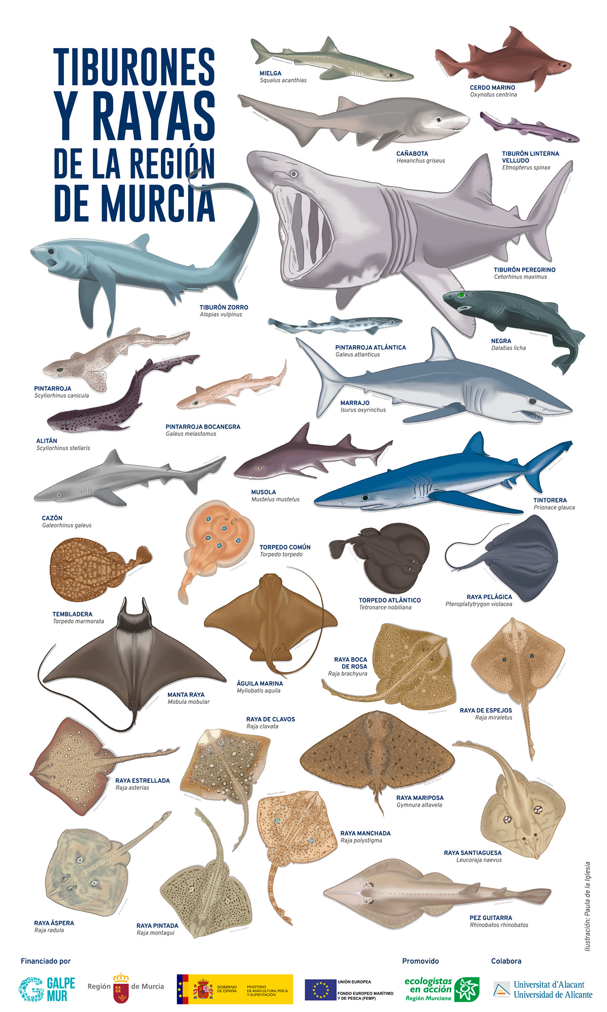 design Guide ILLUSTRATION  mediterranean Nature Ocean shark species visual identity wildlife