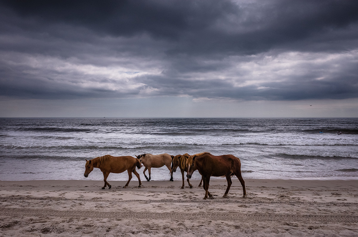 beach Sunrise horses beaches Assateague water