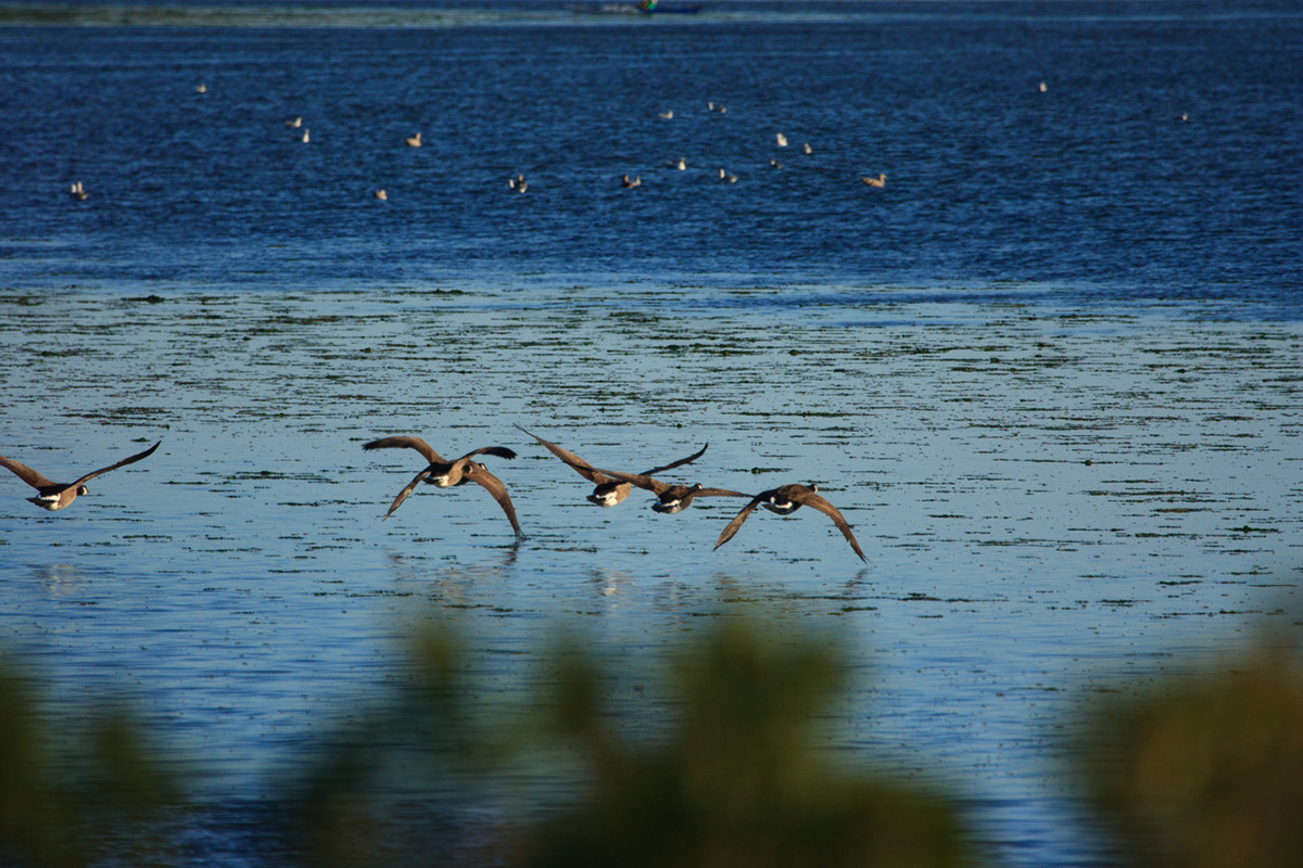 Nature wildlife Forests sunsets birds animals outdoors