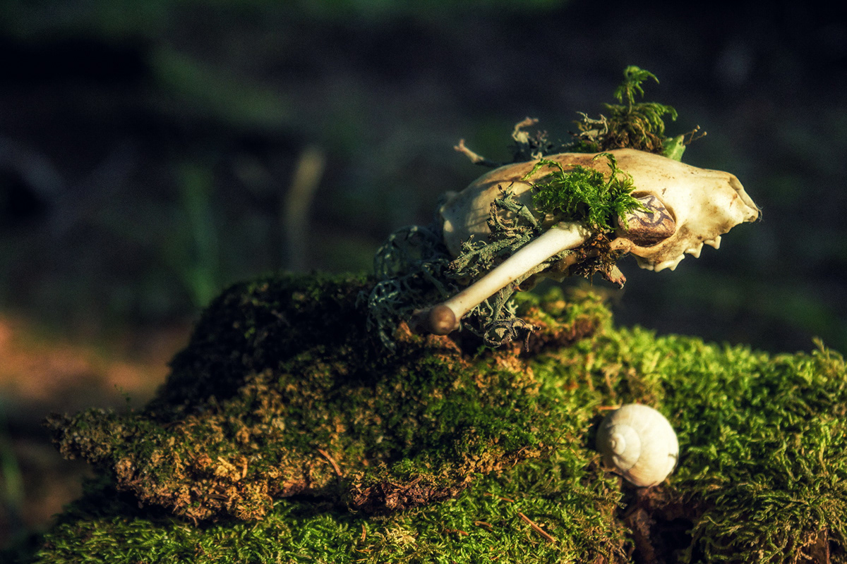 forest skull  bones  moss  lichen  totem  spirit
