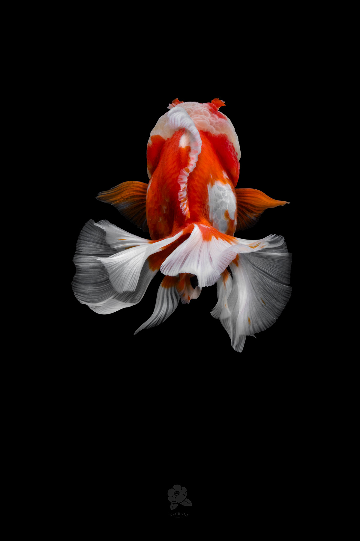 土佐 gold goldfish fish 金魚 Photography  lionhead 獅頭 color rad