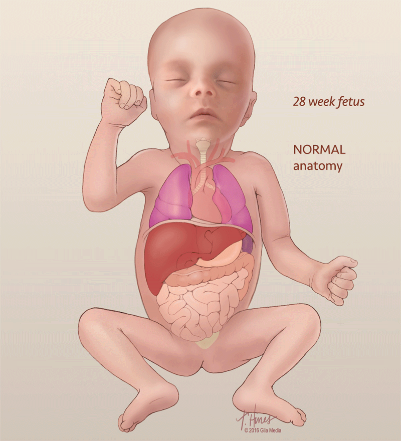 medical illustration surgery anatomy