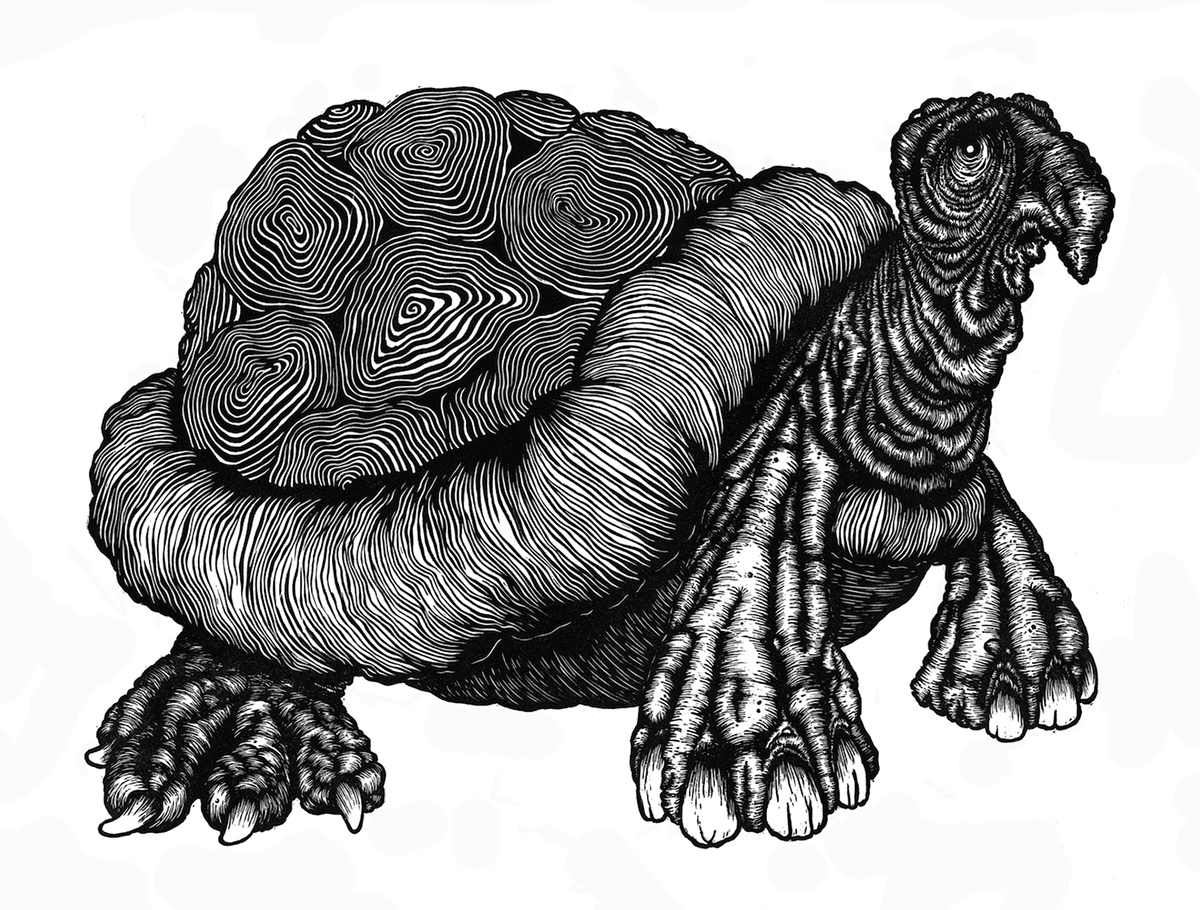 turtle - linocut print on Behance