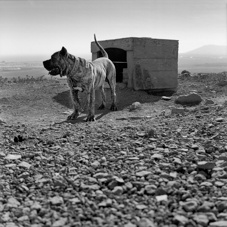 Presa Canario lanzarote spain guard dog black & white kodak medium format analog dogs