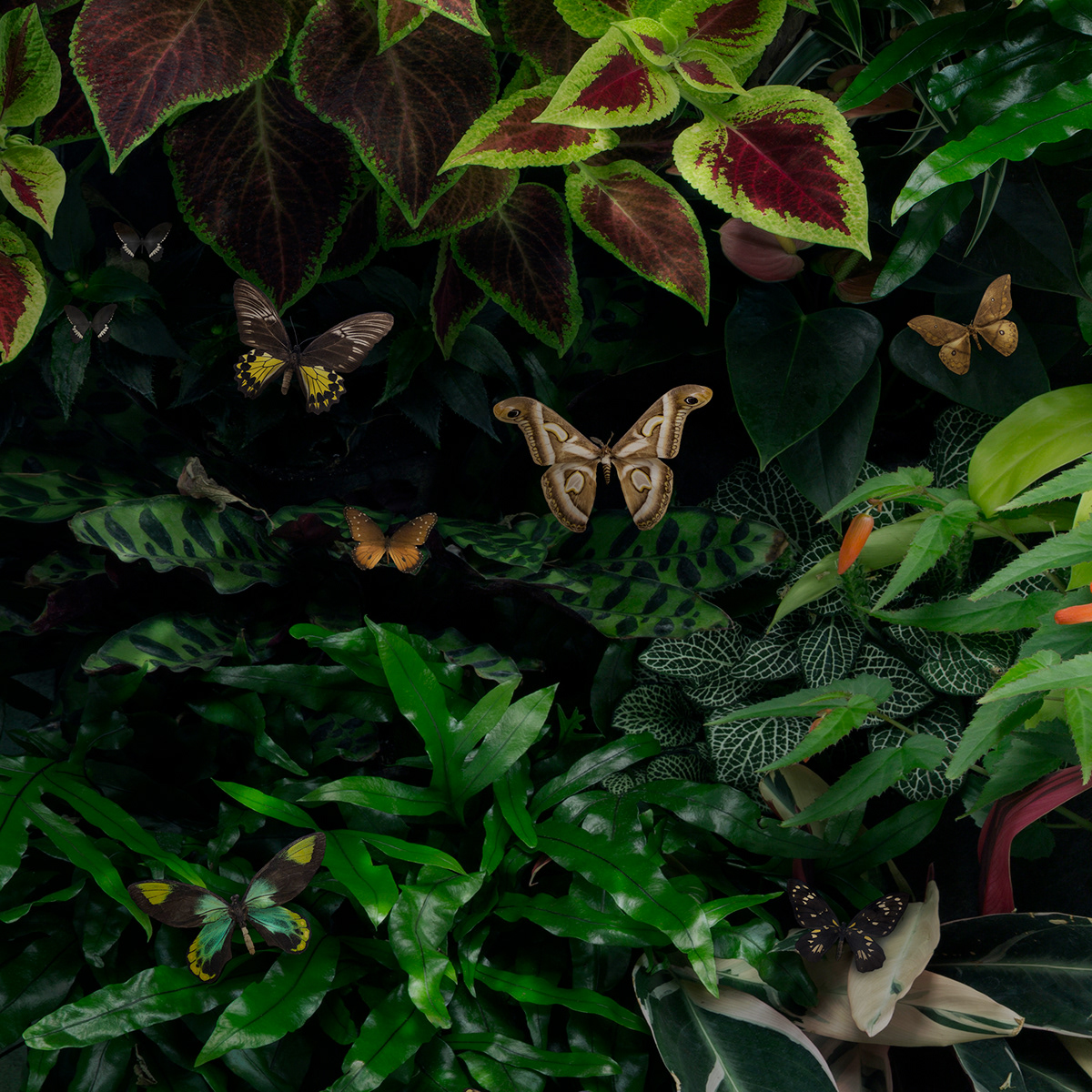butterfly conservation Digital Collage green jungle moth Nature photomanipulation plants wallpaper
