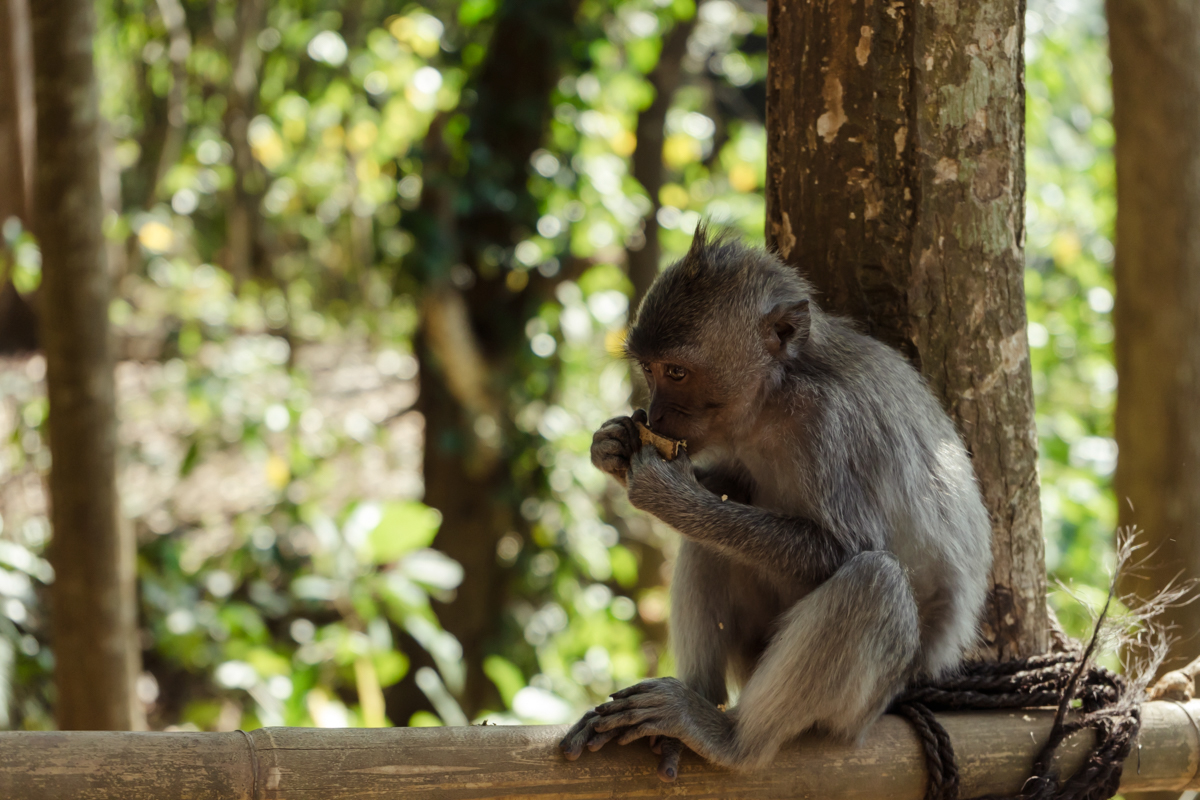 indonesia bali Lombok sea Travel beach monkey
