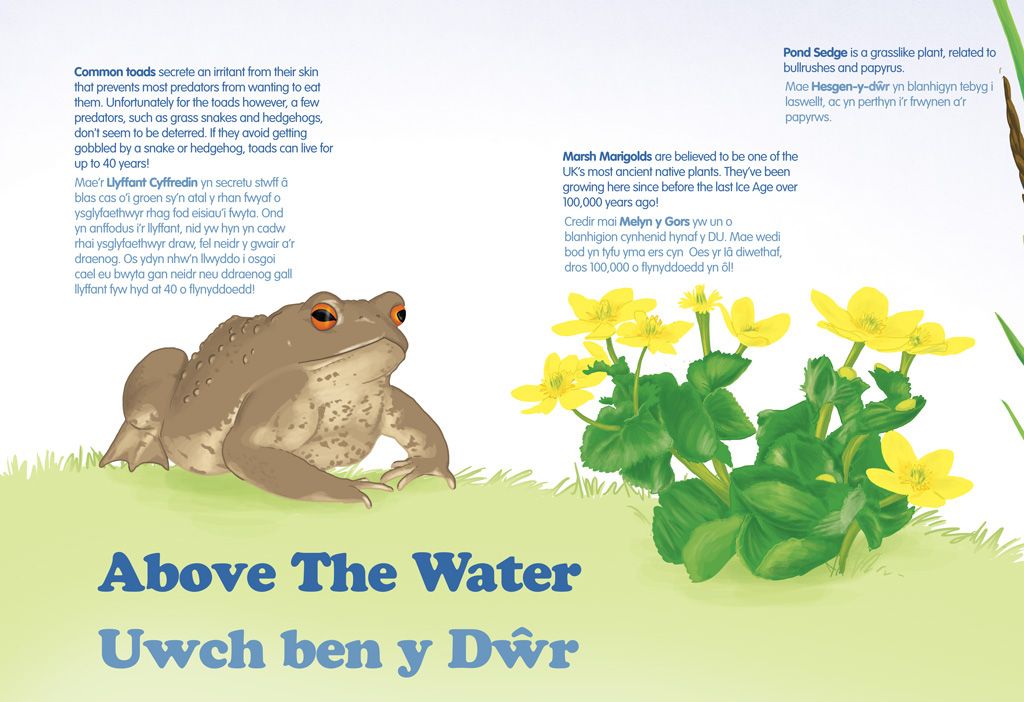 interpretation board Nature realistic digital painting bilingual Welsh educational Amphibian Insects