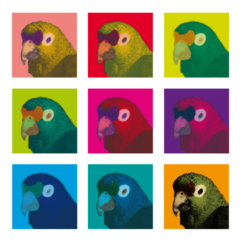 disign art Creativity parrot