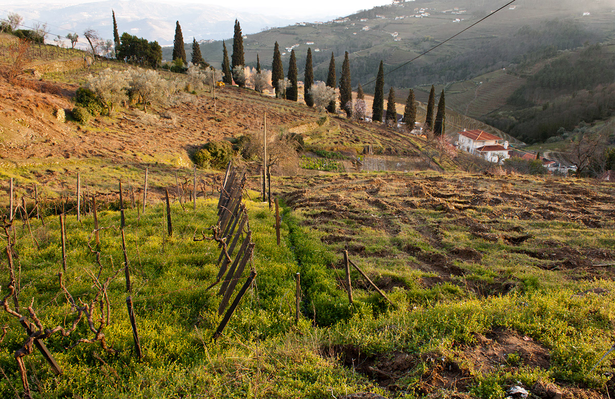 village Vila Real Portugal countryside farm fields vineyard Vineyards Landscape Flowers trees wine marão mountain