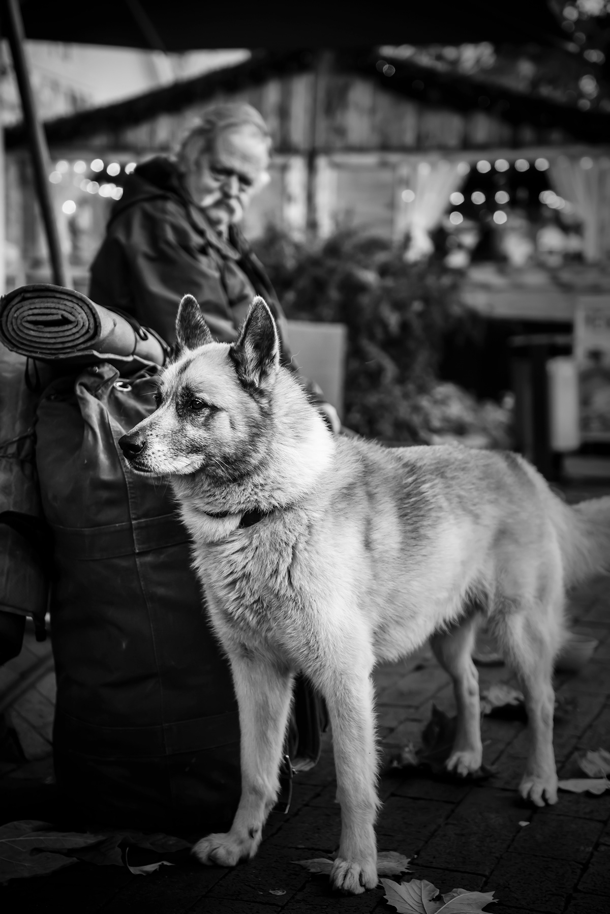 Street street photography germany dog musician sad