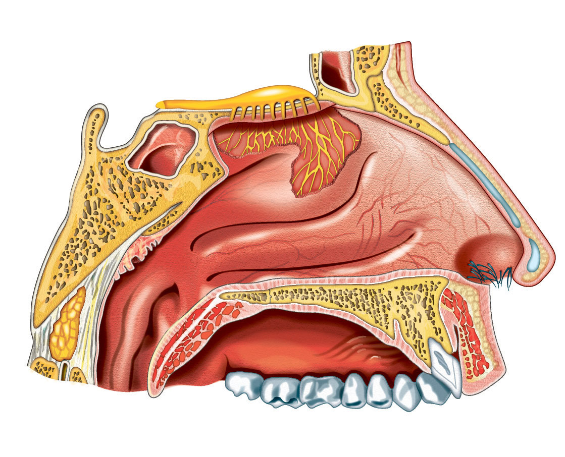 ilustracion infografia cuerpo humano partes Vectores ilustrador Illustrator editorial Ronny perez el heraldo barranquilla colombia