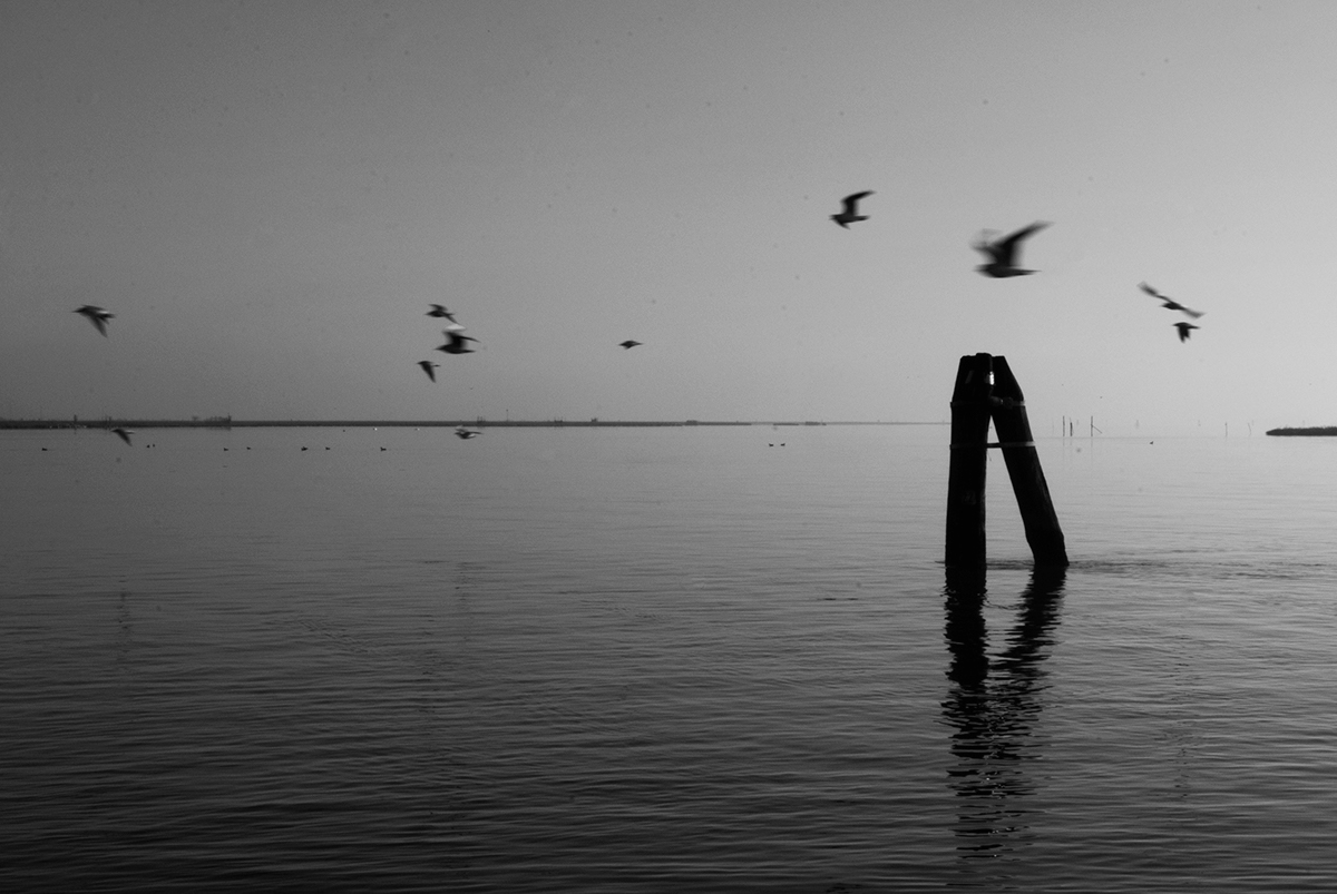 water laguna birds seagull blackandwhite Venice