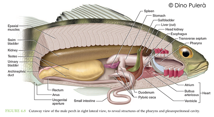 The Dissection of Vertebrates - scientific illustration. 