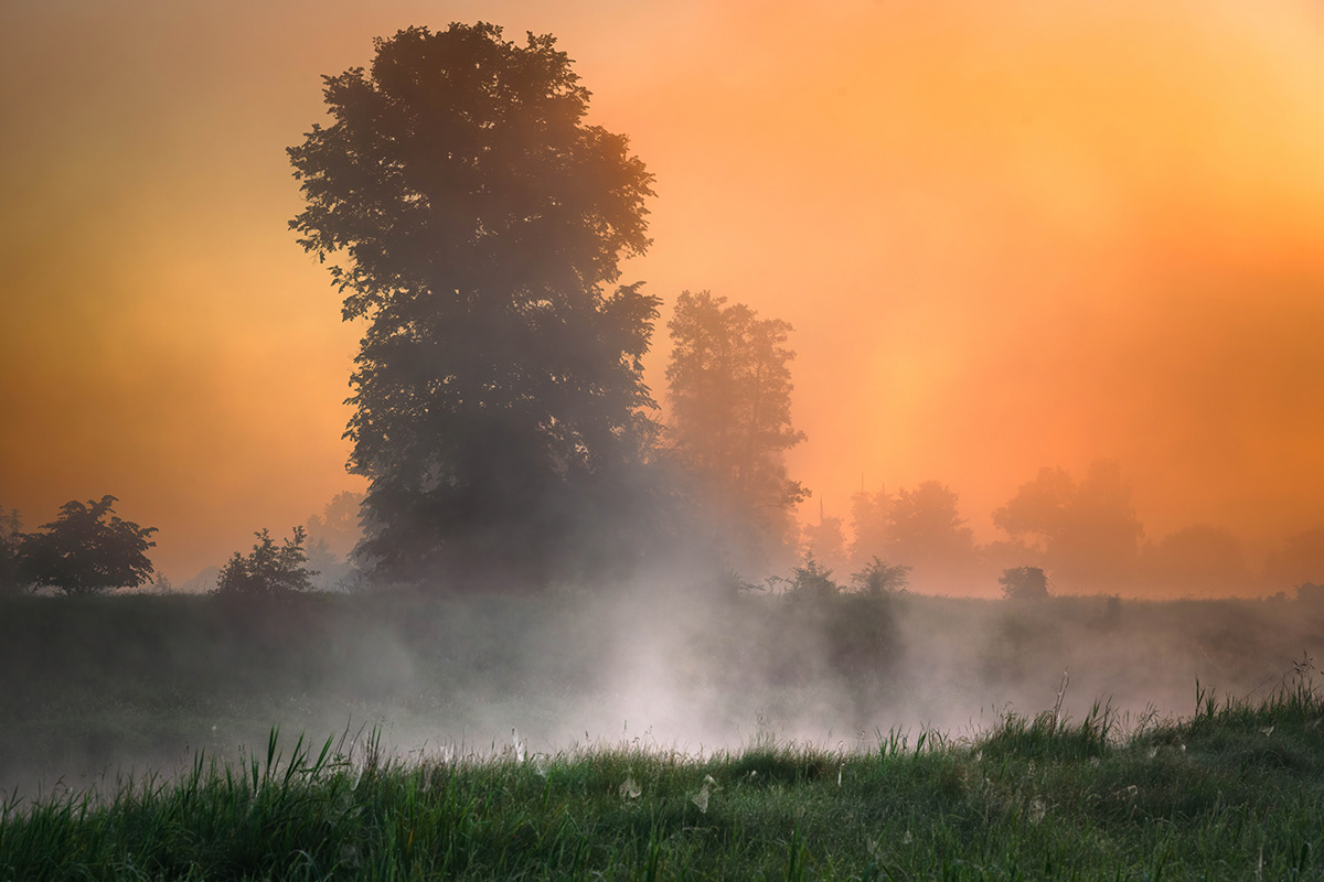 fog Landscape MORNING Nature poland rzeka Tree  warta