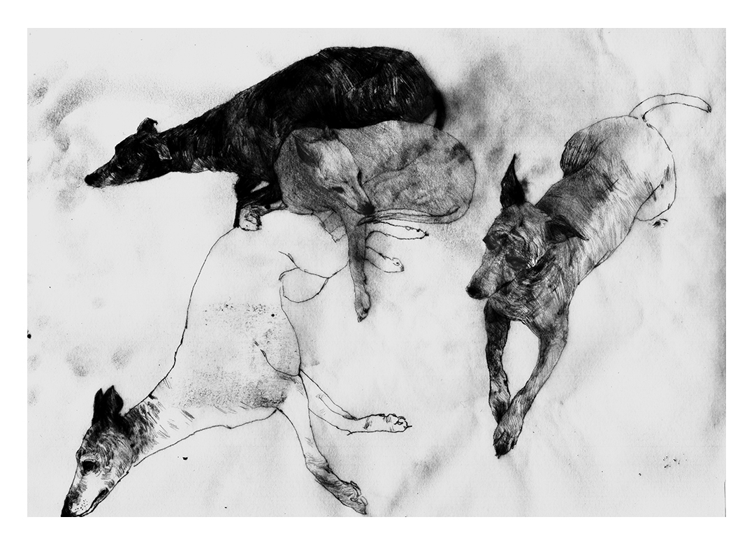 dogs dog drawing dog illustrations dog art Whippets greyhound