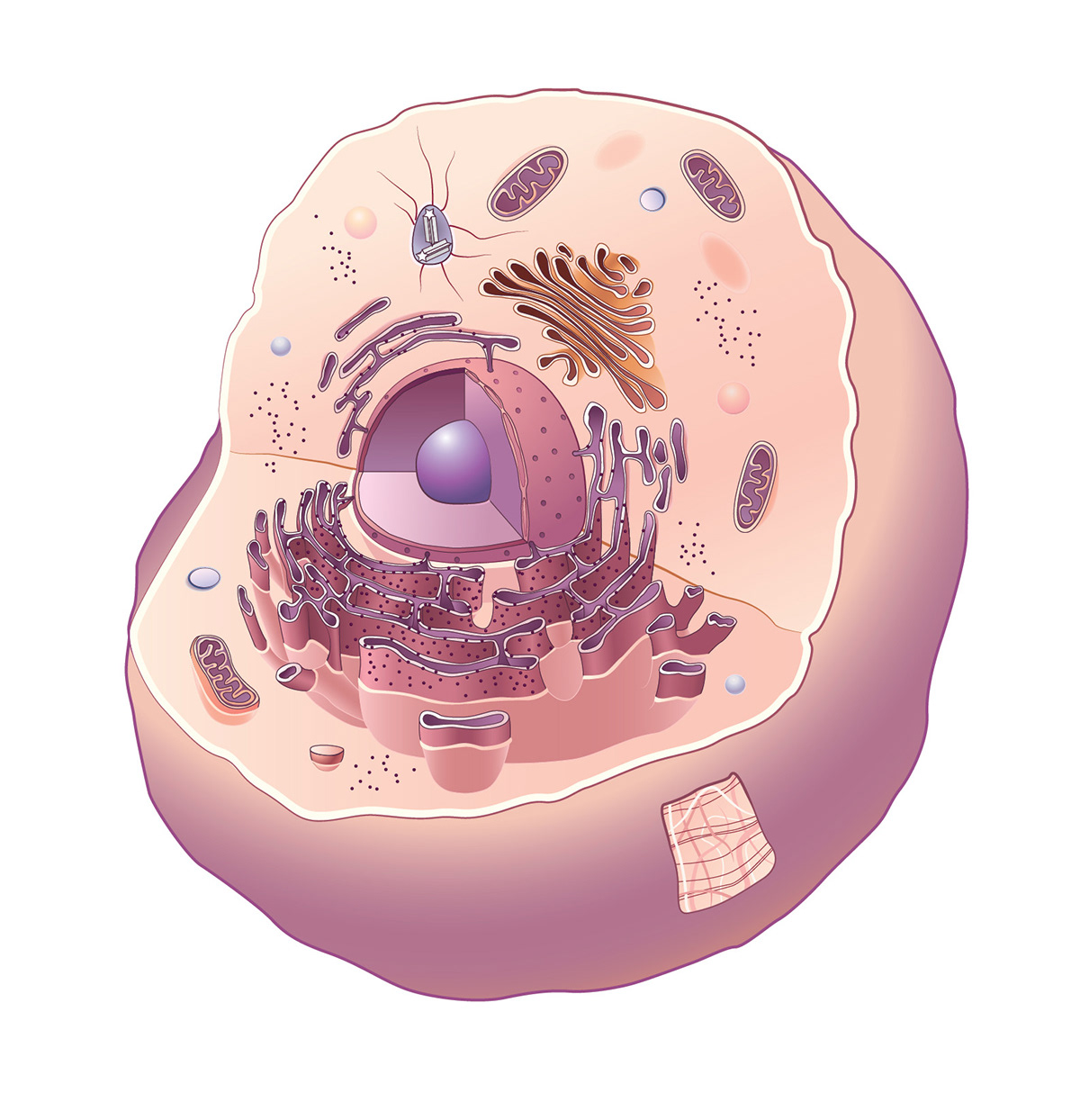 cells animal cell Plant Cell scientific illustration