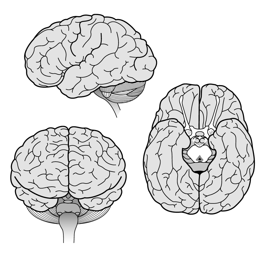 vector  Illustration brain science perception book Education