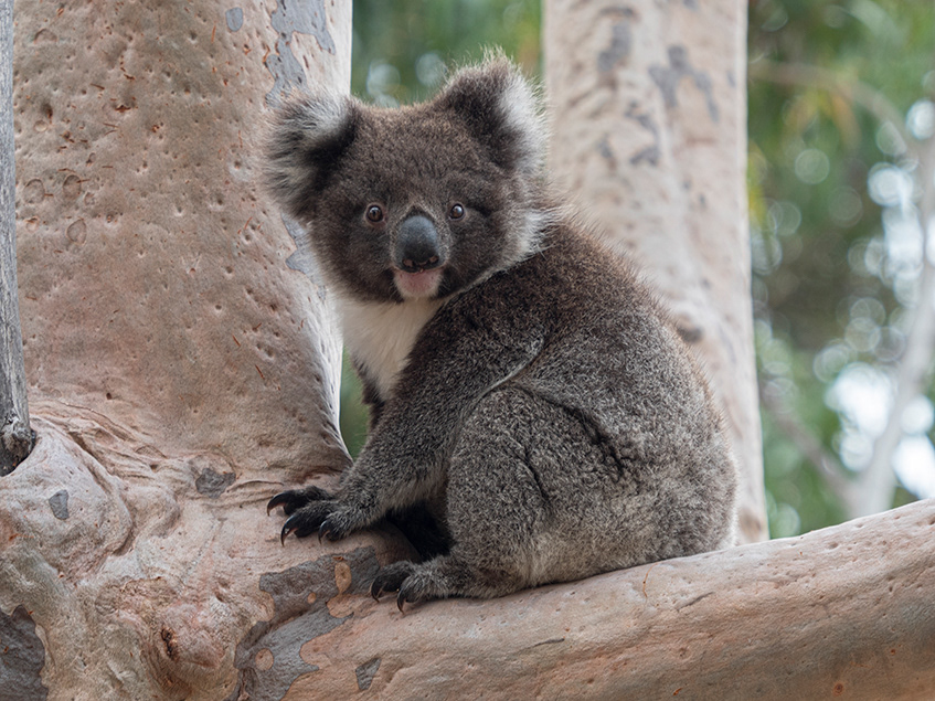 animal animals Australia fauna koala marsupial Nature wildlife