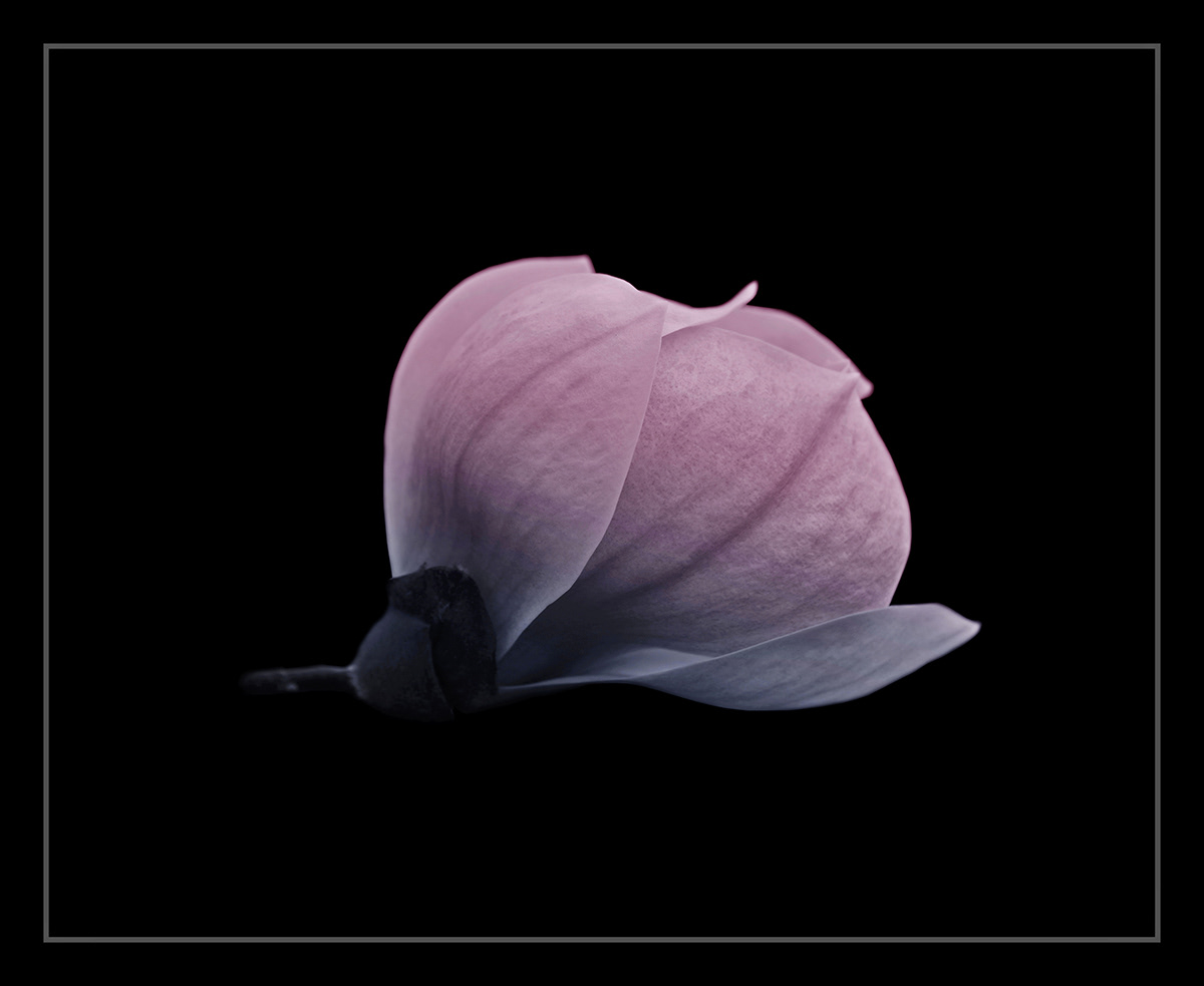 magnolia flower Flowers Nature floral colors dark digitalart