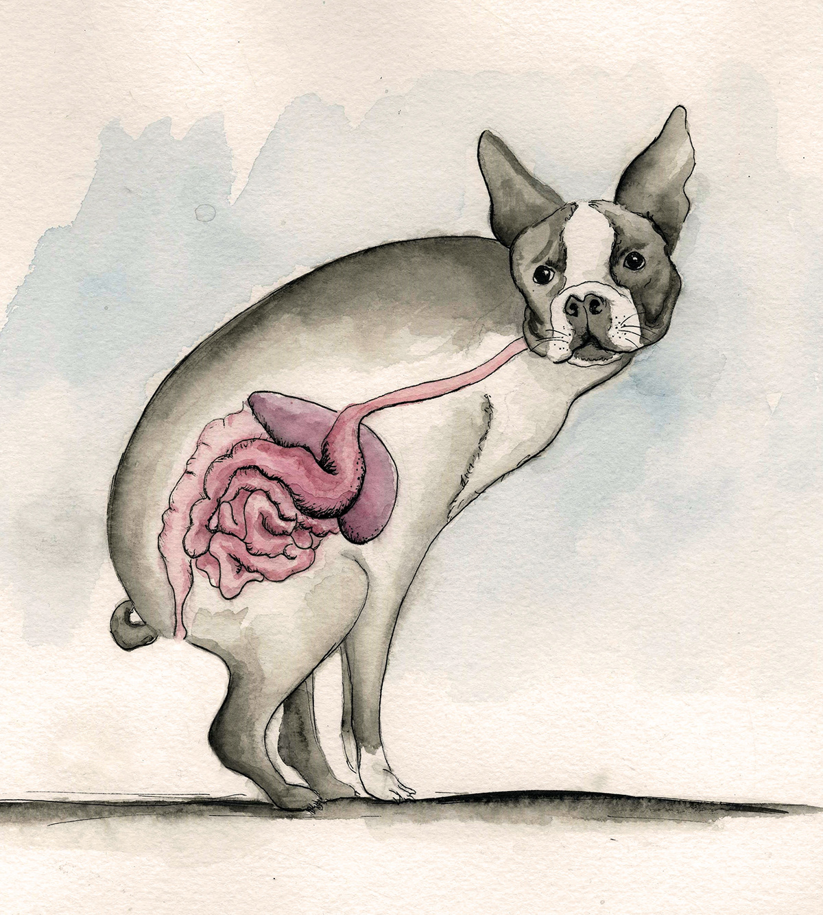 scientific illustration dog boston terrier watercolor ink Digestive System poop pooping dog poop