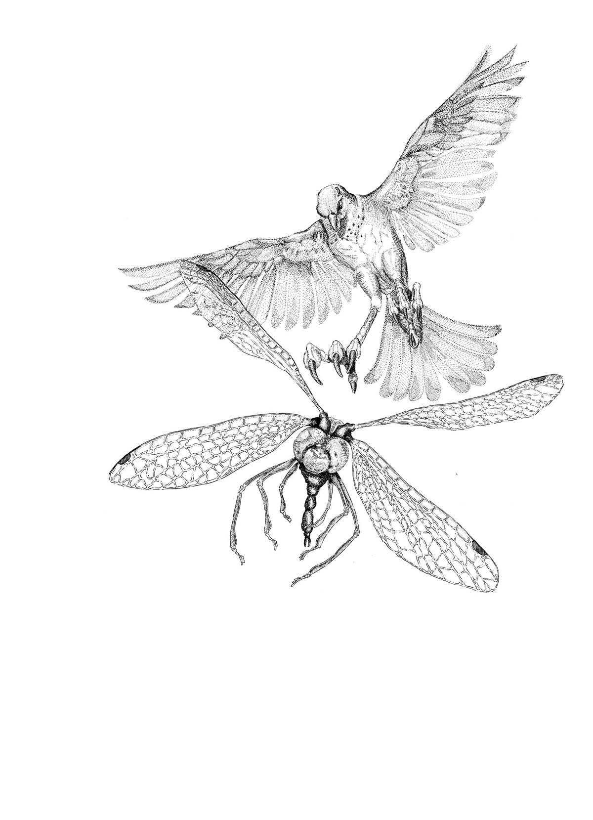 ink bird dragonfly