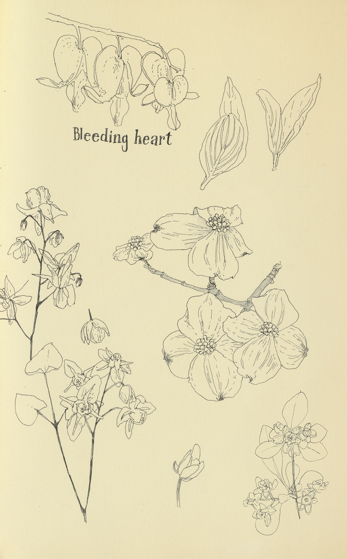 notebook sketchbook sketches bunny pattern pen pencil ink Flowers watercolor botanical illustration botany leaves puns