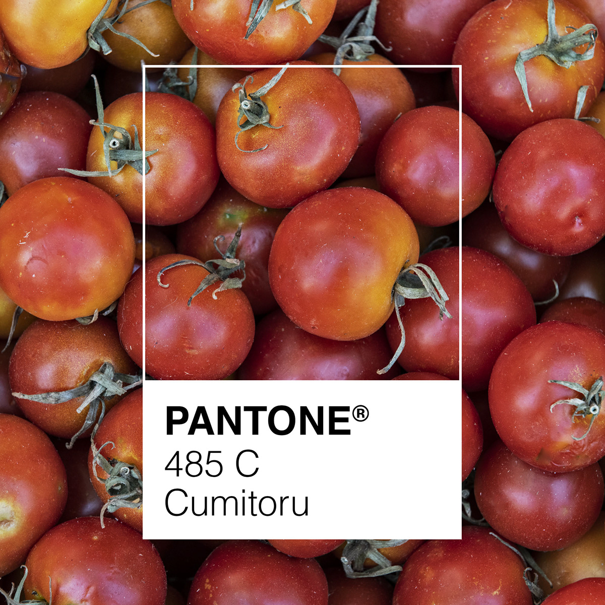 Photography  photo pantone color Food  puglia salento Italy design