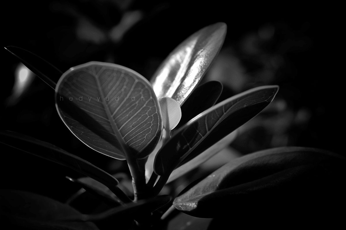 black and white Nature