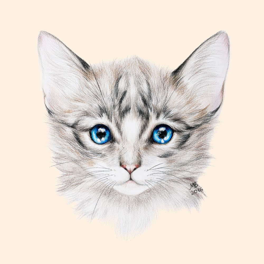 Pencil drawing of a cat on Behance