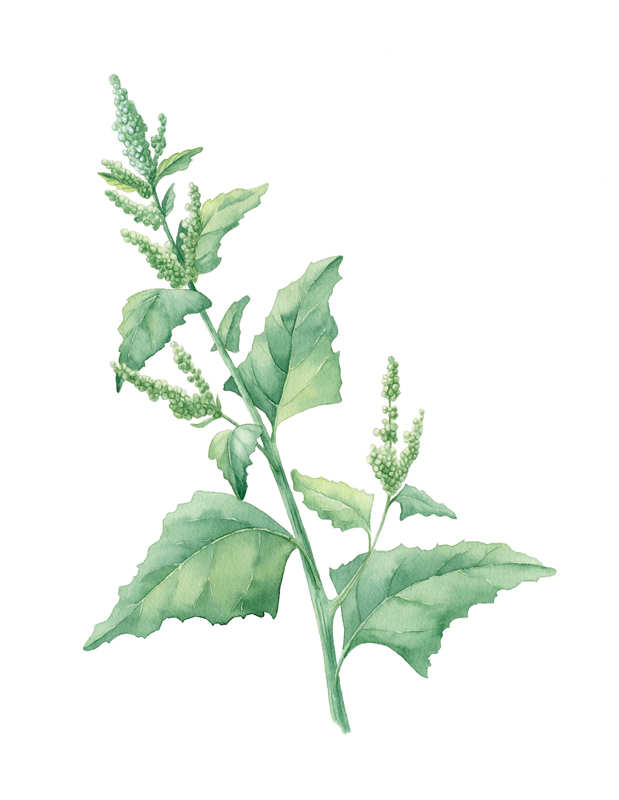 watercolor botanical watercolor botanical illustration Herb grass herbage painting   weed wormwood sorrel
