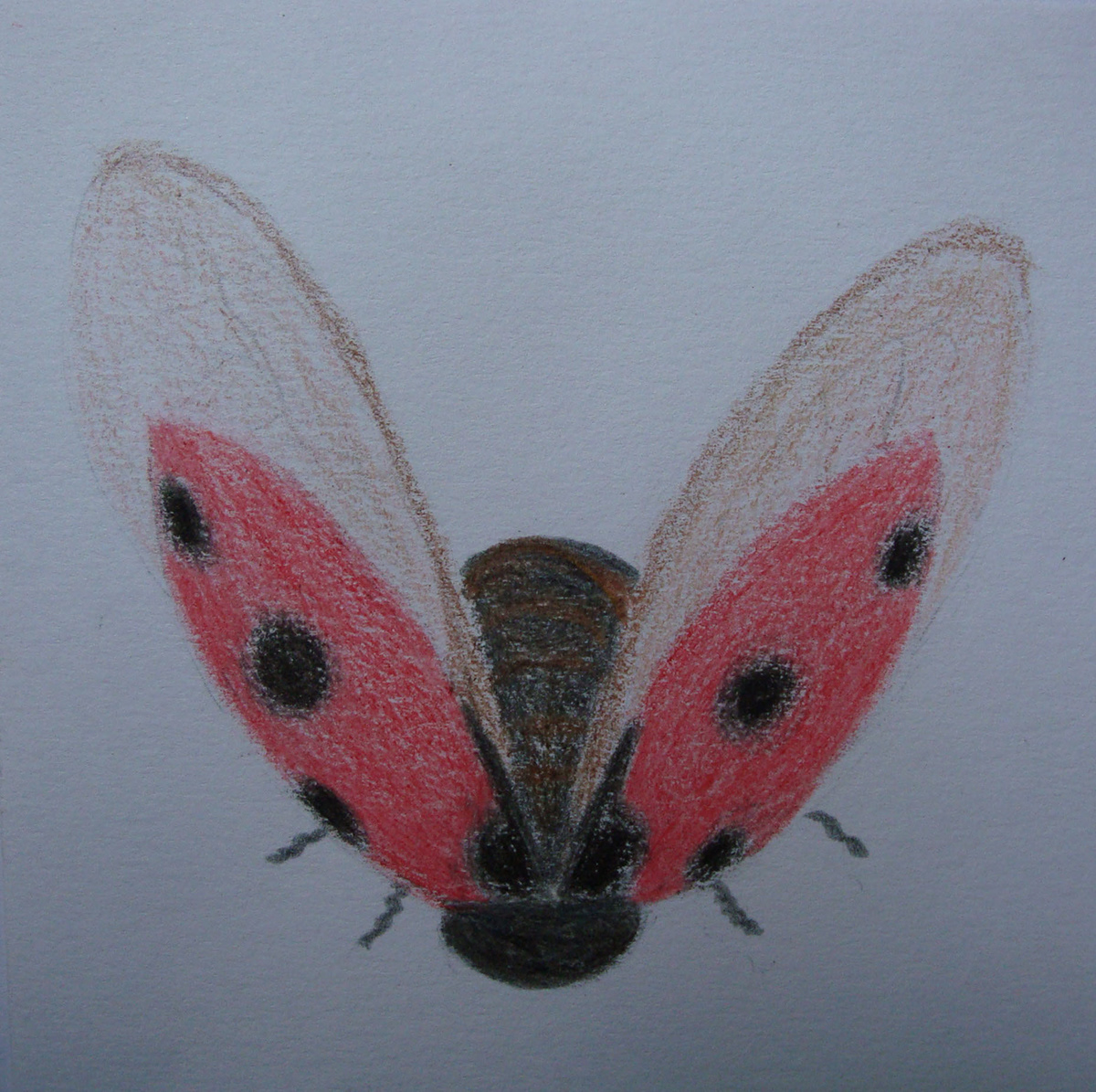 ladybug mariquitia vaquita de san antonio lapiz crayon pencil water color origami  Coccinellidae tinta china Chinese Ink