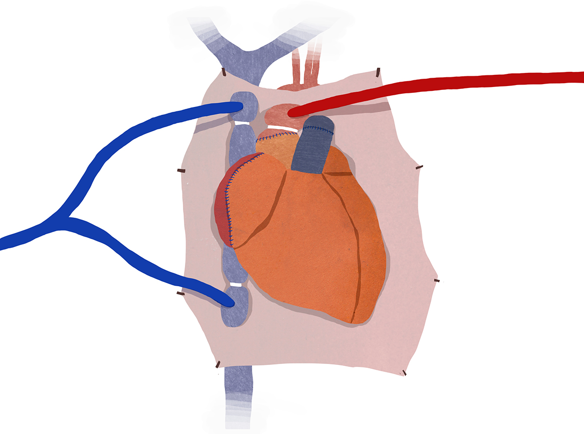 scientific illustration didactique visuelle medical art anatomy interactif