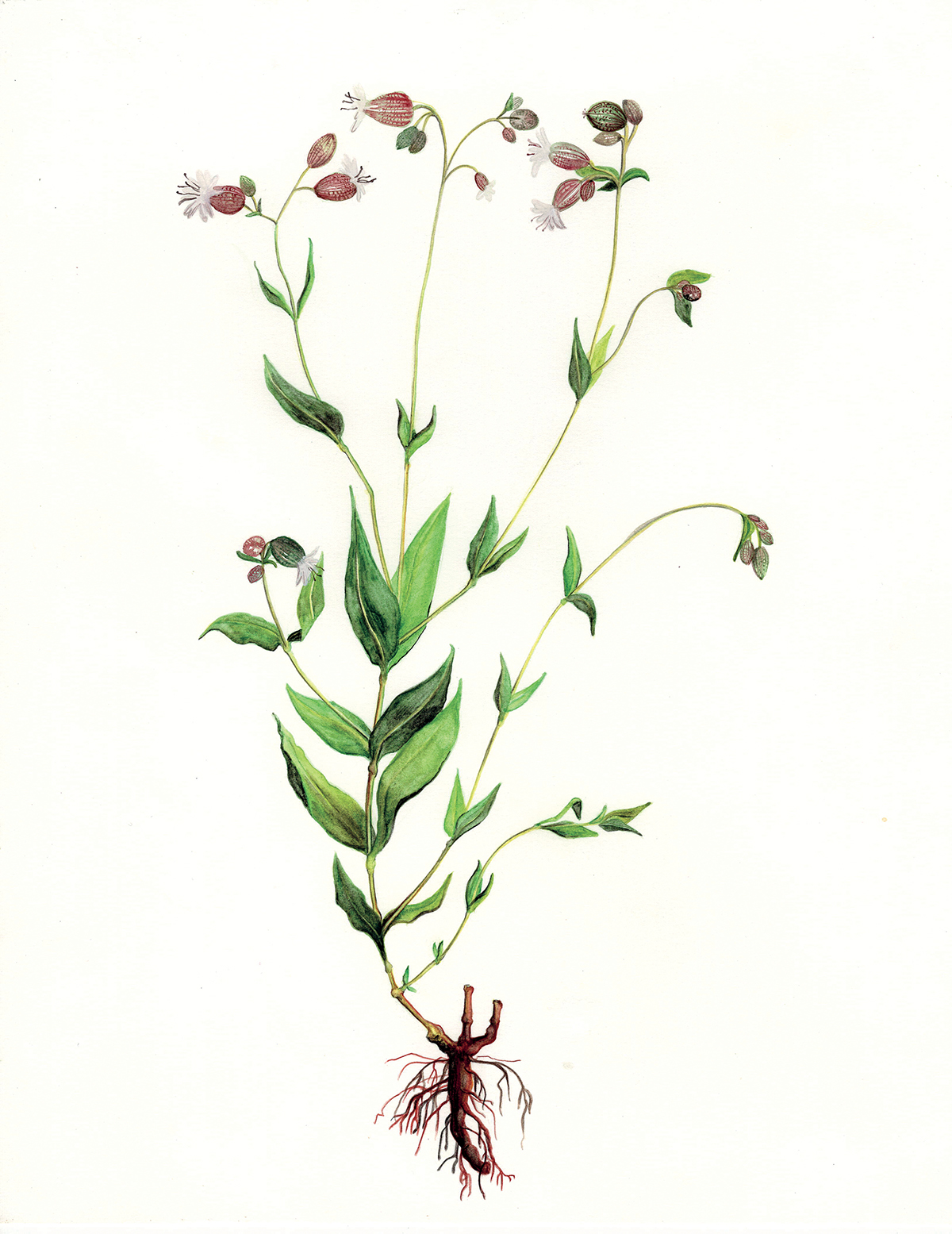 botanic illustration