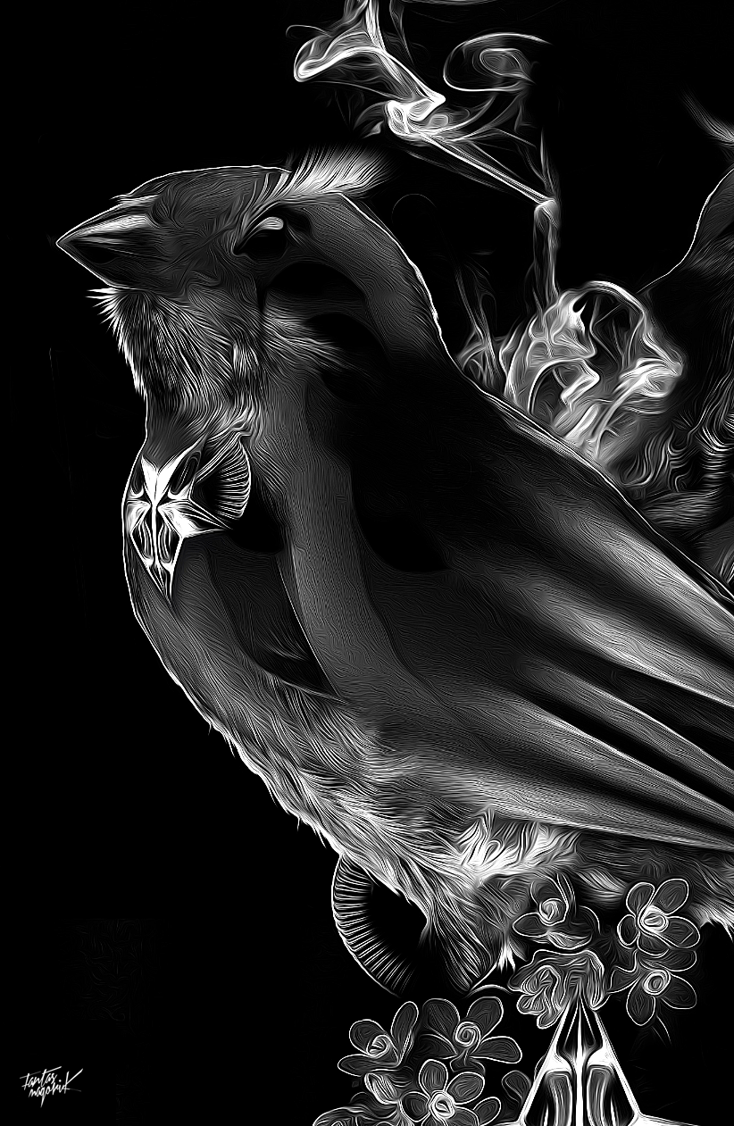 nicolas obery twitter dark black bird fantastic fantasmagorik curioos