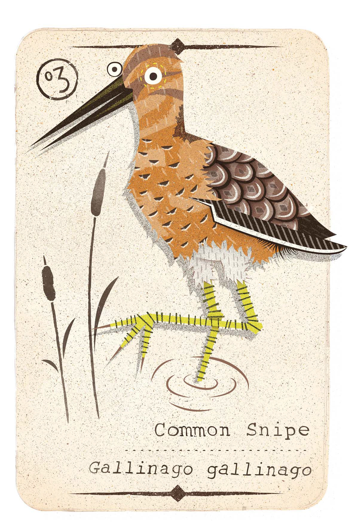 british game birds pheasant Snipe grouse red ring necked Illustrator vector norwich joe mclean