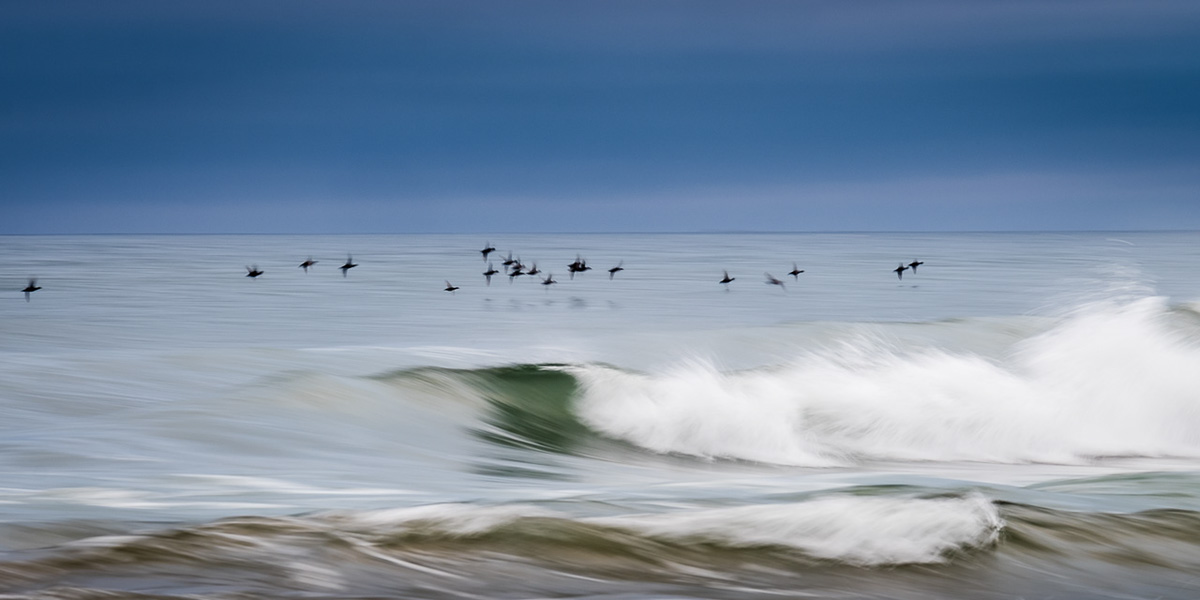 wave sea water Coast bird impression abstract