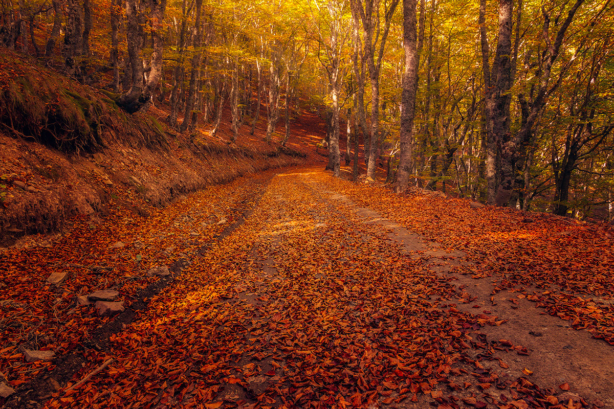 Adobe Portfolio autumn colors Landscape leaves Nature Photography  road Travel trees