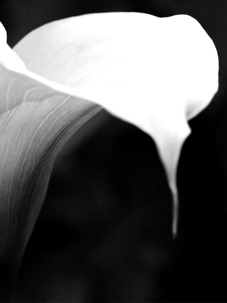 Lilies Flowers folded edge sliding light monochrome detail painterly darkness vessel container