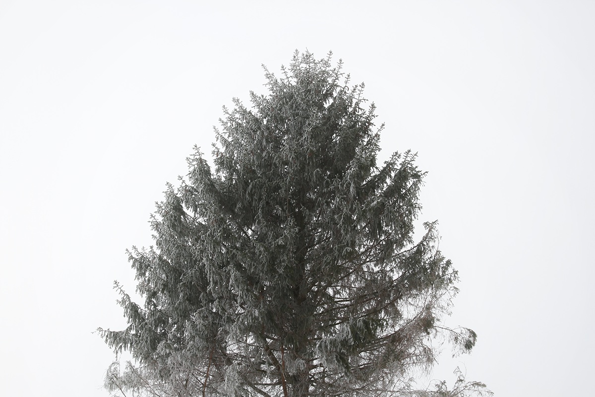 wood Scandinavian trees fog mist denmark top crown forest winter eerie Kubrick mood dead