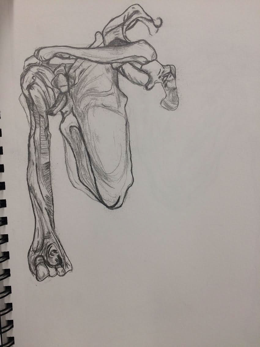 Human Body anatomy